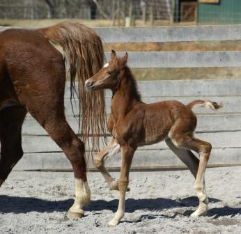 Miss T Colt