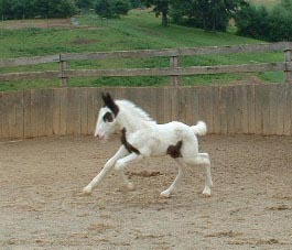 Gypsy's colt