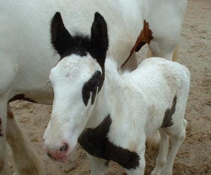 Gypsy's colt