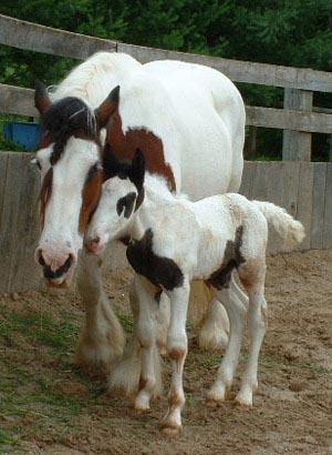 Gypsy & colt