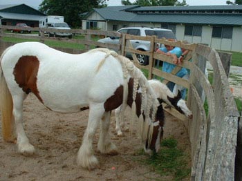 Gypsy & colt