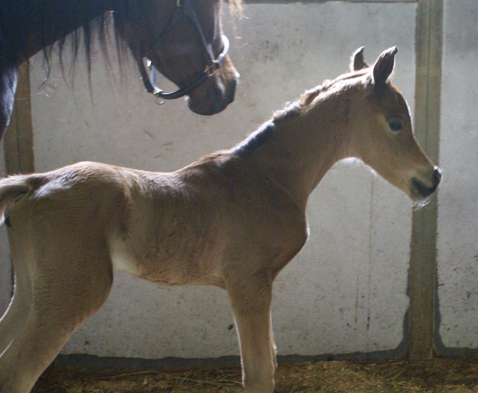 2011 Spring filly