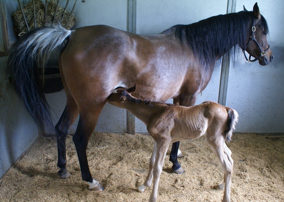 2011 Spring filly