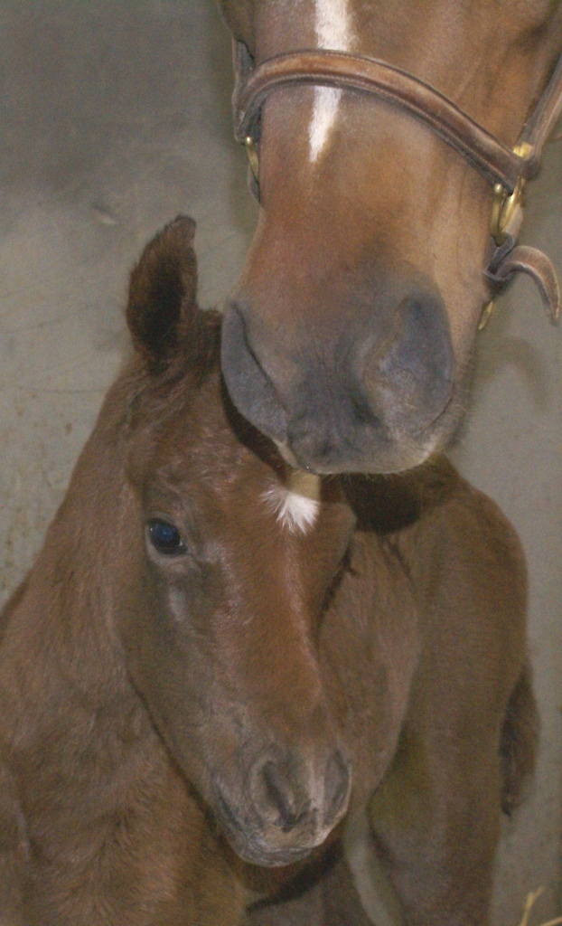DeeDee Filly
