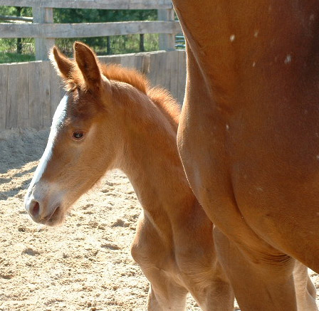 Bogrella Colt