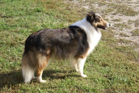 Elliott
