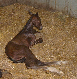 Maxima Colt