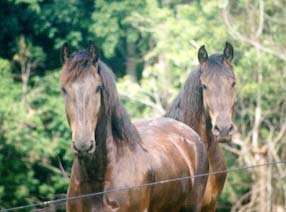 Three Fresian Police Horses