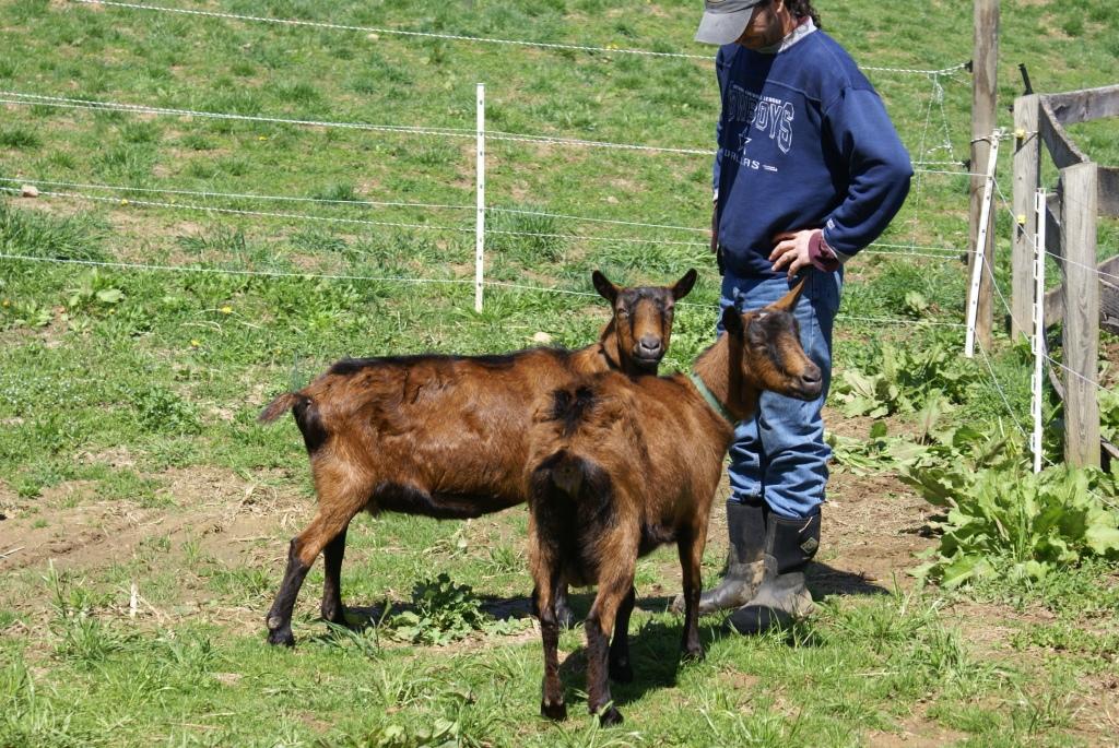Goats