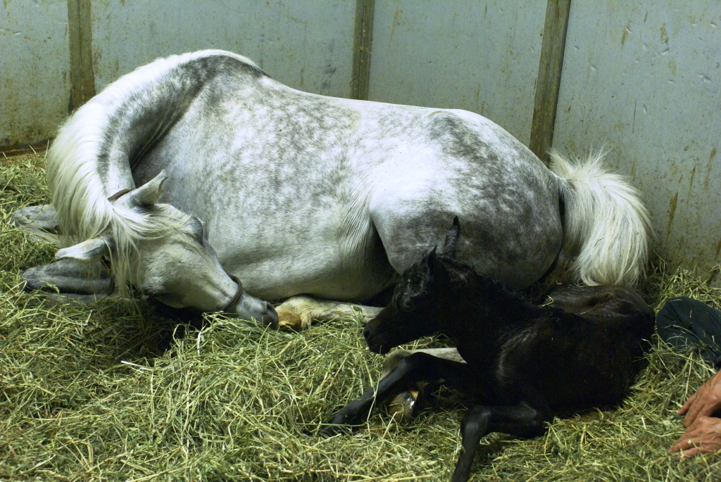 Mom with new baby