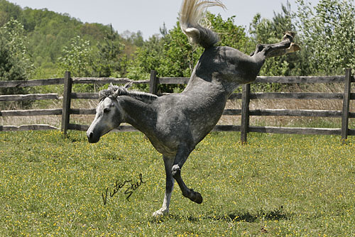 Hajari Playing