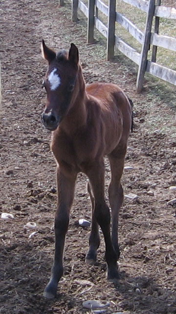 Majiida Filly