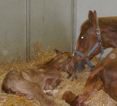 Glory Colt