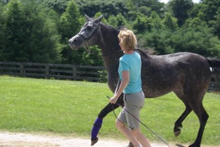 Halter Training