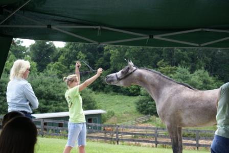 Halter Training