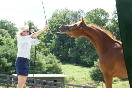 Halter Training