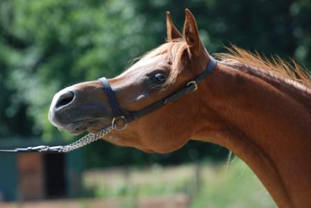 Halter Training