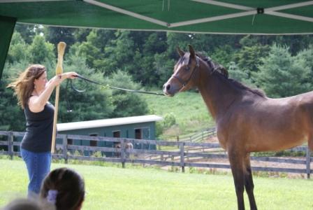 Halter Training