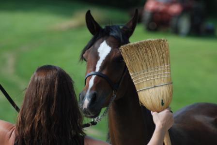 Halter Training