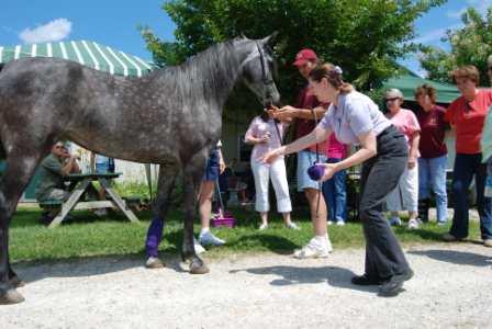 Halter Training