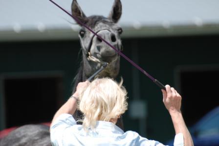 Halter Training