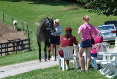 Halter Training