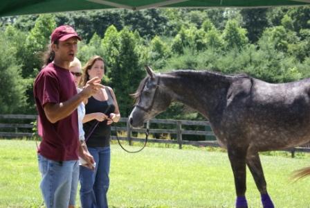 Halter Training