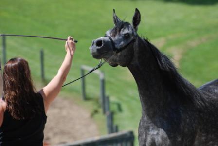 Halter Training