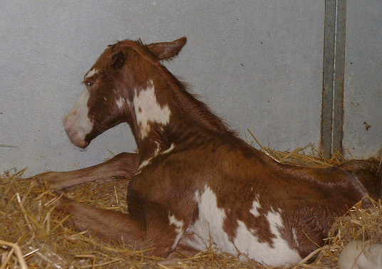 Scarlet colt