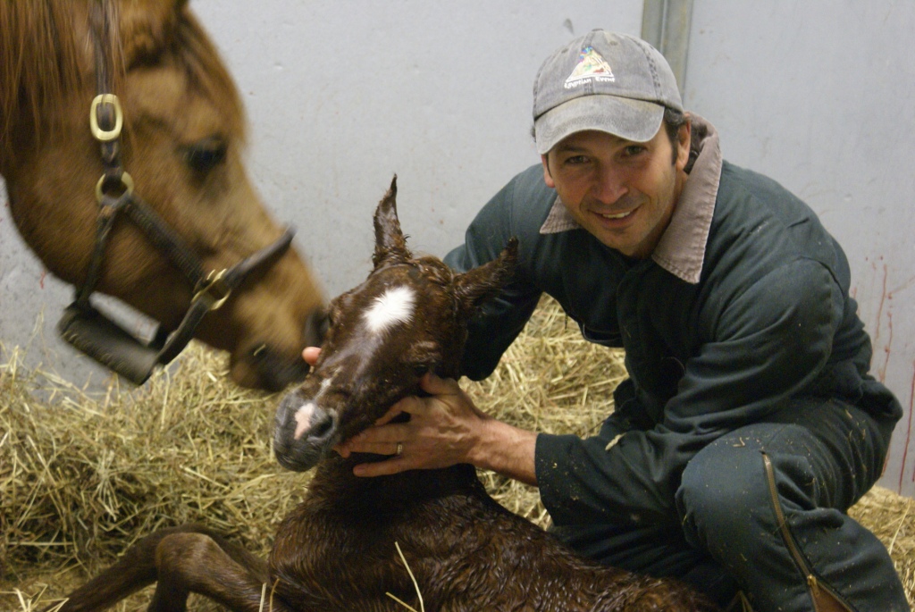 Bint Bint Shahsria Filly