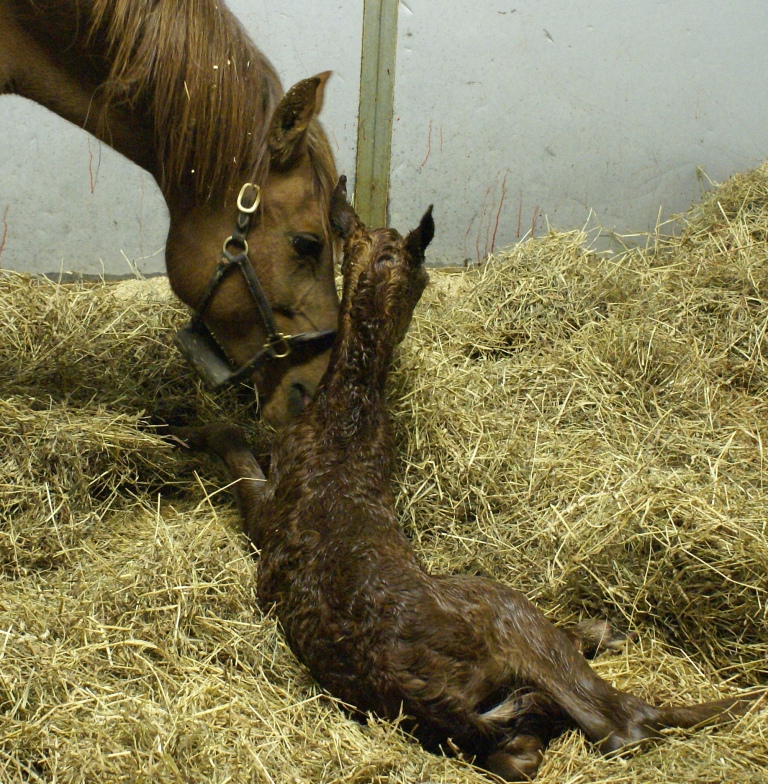 Bint Bint Shahsria Filly