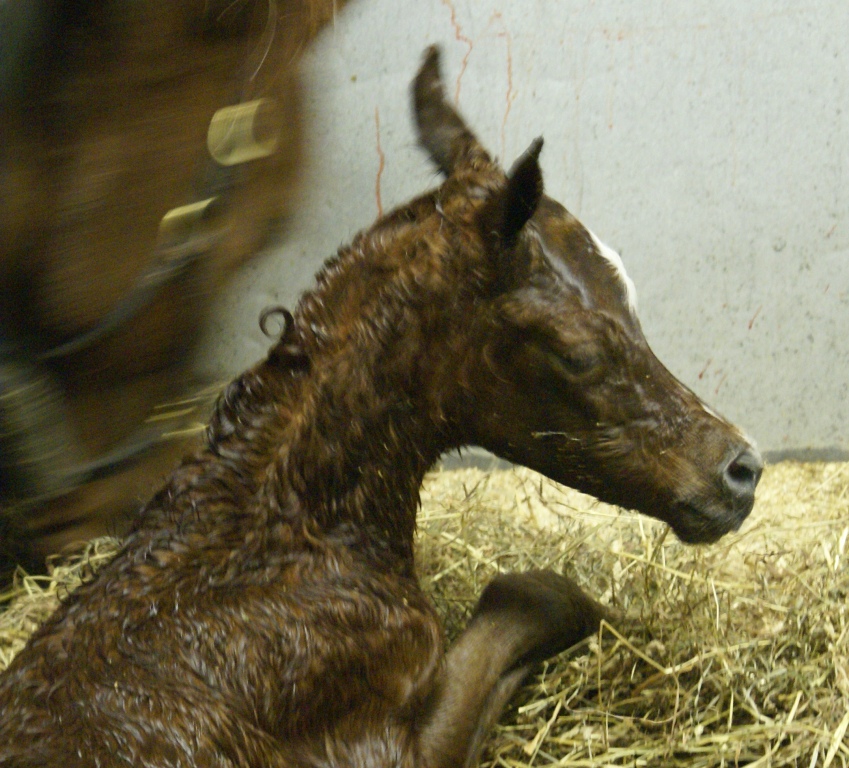 Bint Bint Shahsria Filly