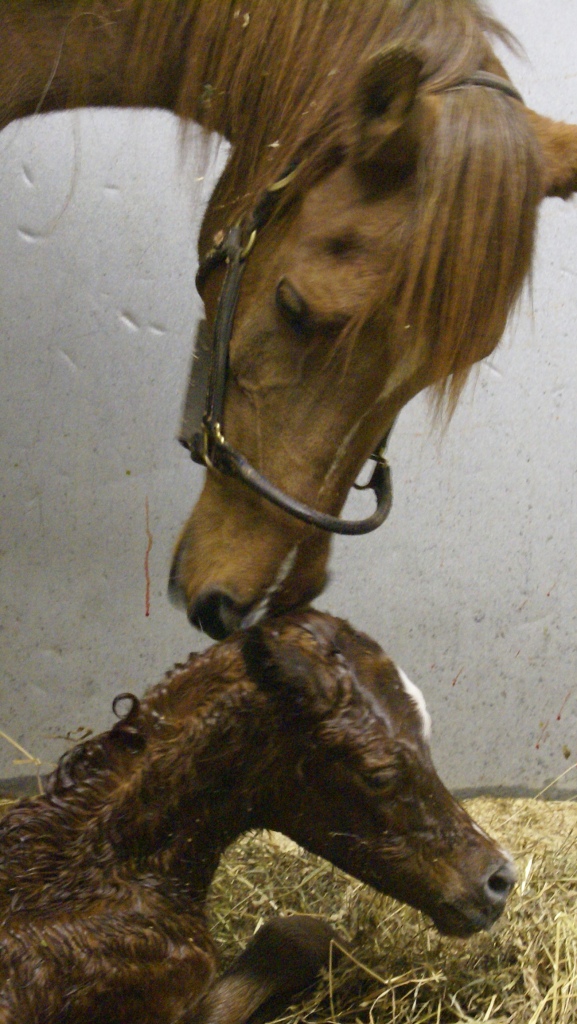 Bint Bint Shahsria Filly