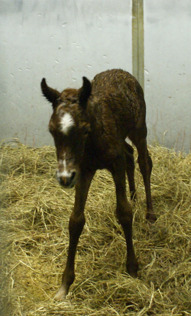 Bint Bint Shahsria Filly