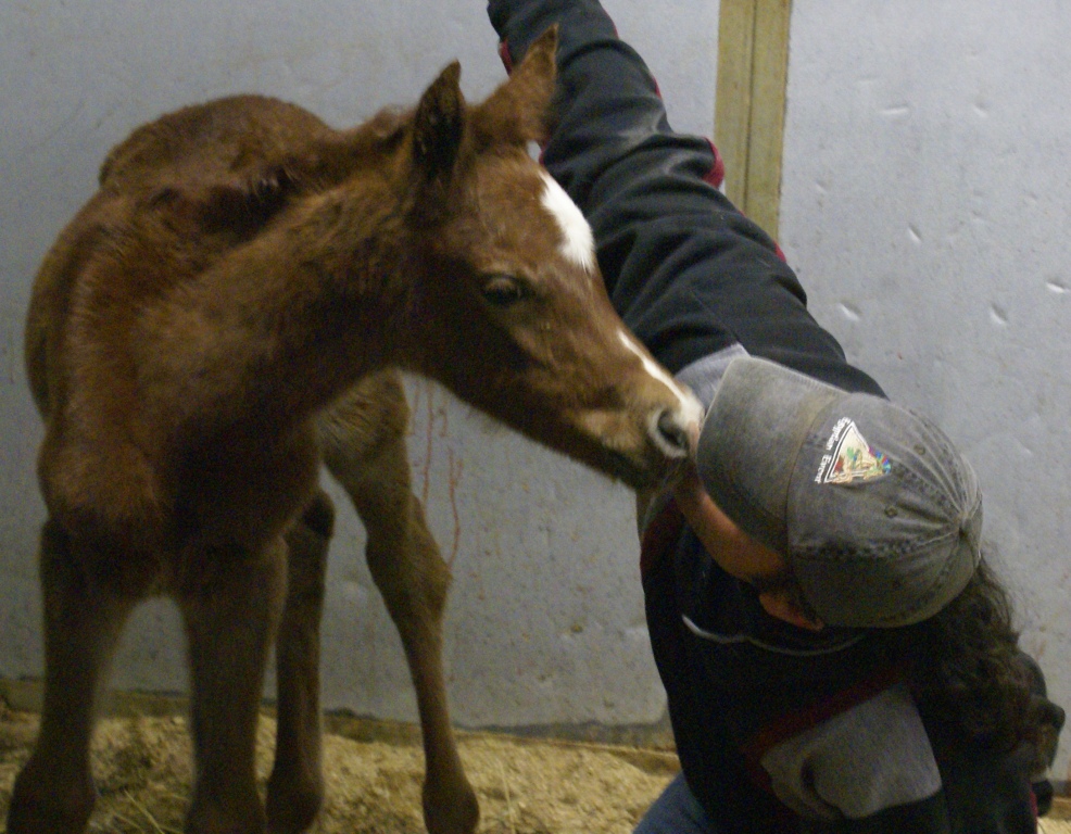 Bint Bint Shahsria Filly