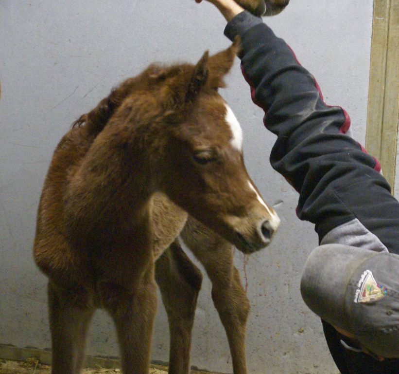 Bint Bint Shahsria Filly