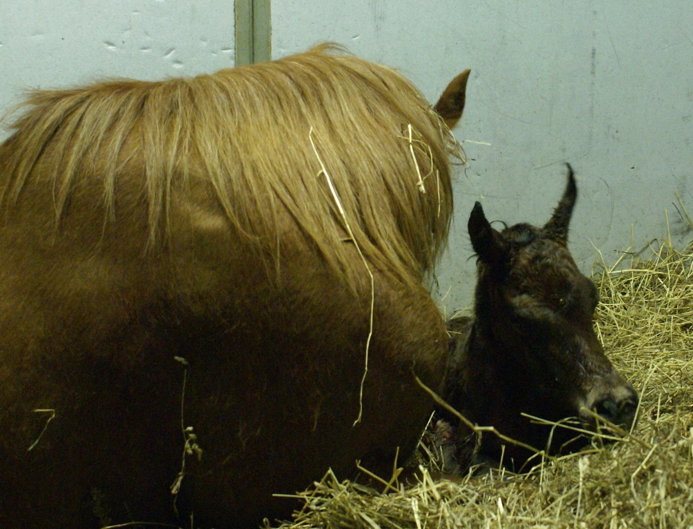 Dee's Filly