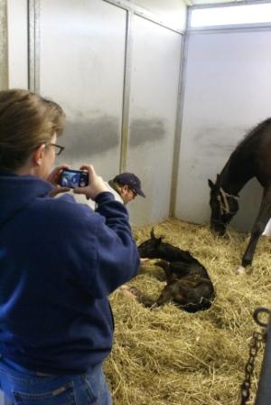 Luckie's Filly