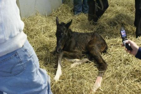 Luckie's Filly