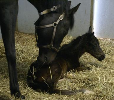 Luckie's Filly