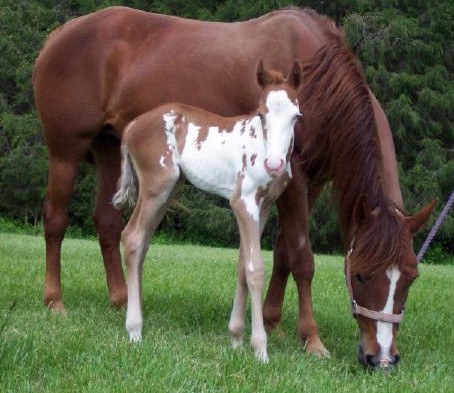Maxie and new foal