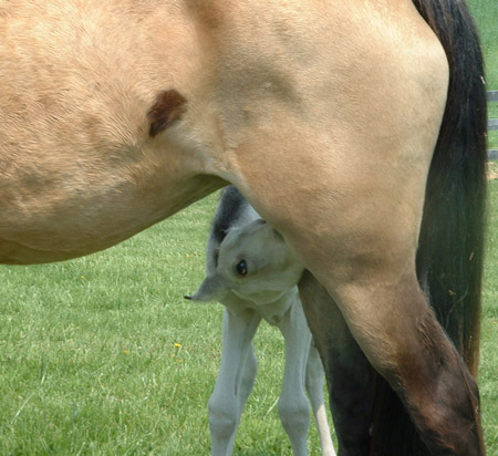 Filly Eating