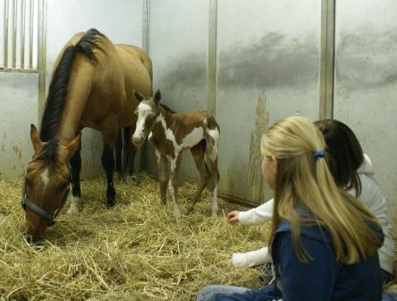 Sierra's Filly