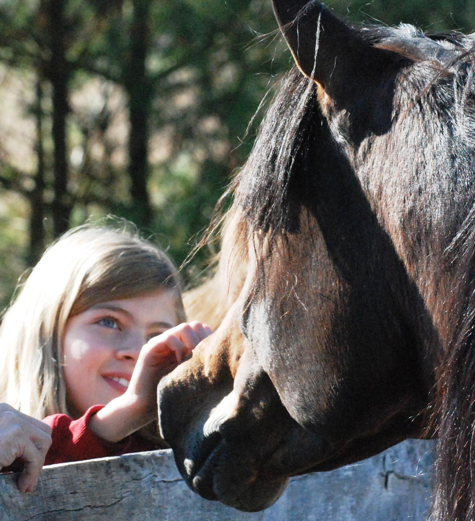 Dreaming of Horses
