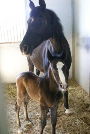 Sufi's Filly