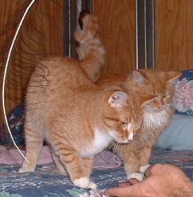 Felix and Oscar