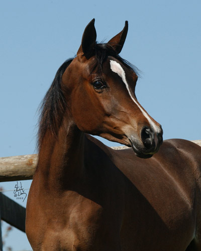 Dreamweaver Phaedra