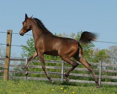 Dreamweaver Phaedra
