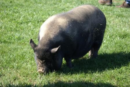 Pumpkin Piggy