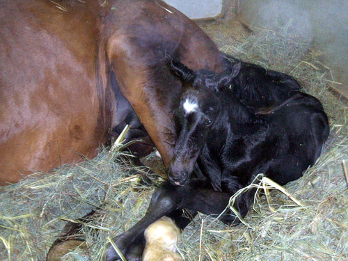 Reggie's colt